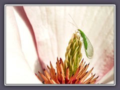 Gemeine Florfliege auch Goldauge genannt in Camelienblüte