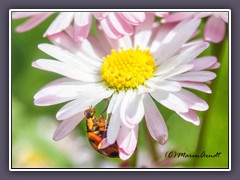 Gänseblümchen mit Besucher