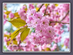 Japanische Kirschblüten