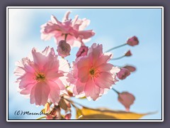 Kirschblüten im Licht