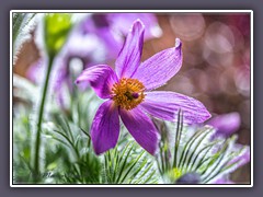 Lieblingsblume - Kuhschelle