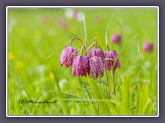 Schachbrettblumen