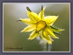 Tomatenblüte