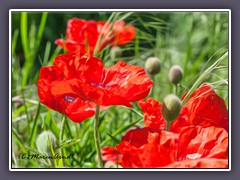 Wilder Mohn