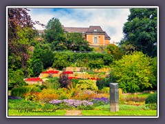 Vegesack - Blütenmeer im Stadtgarten