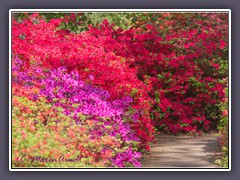 Azaleengarten im Mai