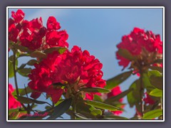 Blüten vor blauen Himmel