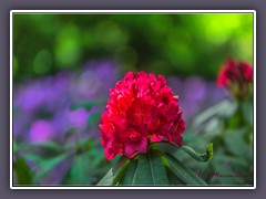 Rhododendronblüten