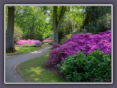 Rhododendronwald