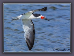 Bolsa Chica - Black Skimmer