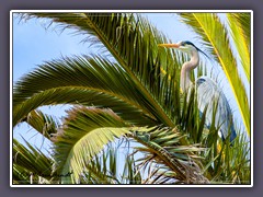 Bolsa Chica - Great Blue Heron