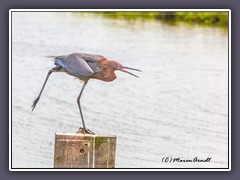 Bolsa Chica - Rötelreiher - Reddish Egrett - Egretta Rufenses