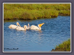 Bolsa Chica - White Pelicans