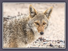 Death Valley - Begegnung am Straßenrand