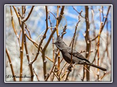 Joshuatree NP -  phainopepla - Trauerseidenschnäpper