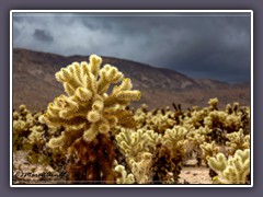 Joshuatree NP - Cholla Garden