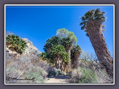 Joshuatree NP - Cottonwood Spring Oase