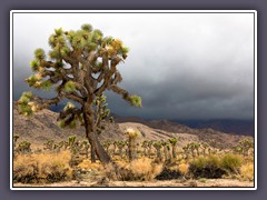 Joshuatree NP - Joshuatree im Regen