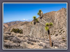 Joshuatree NP - mit Mount Jacinto