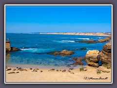 La Jolla - Wildlife on the beach