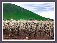 Lake Kawea - Obstplantagen am Wegesrand