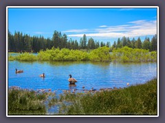 Lassen Volcanic NP - Kanadagänse auf dem Manzanita Lake