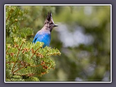 Lassen Volcanic NP - Stellers Jay