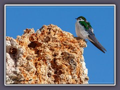 Mono Lake - Violett Green Swallow