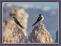 Mono Lake - Violett grüne Schwalben -Tachycinate Thalassina - bewohnen die Kalktufftürme 