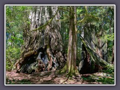 Redwood NP - Licht und Schatten im Redwoodwald