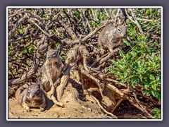 San Diego - Groundsquirrel