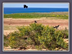 San Diego - Wildlife am Pacific