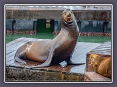 San Francisco - kalifornischer Seelöwe