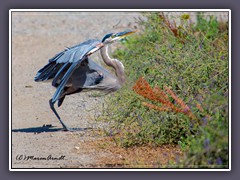 San Joaquin River Wildlife Refuge - Abflug