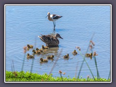 San Joaquin River Wildlife Refuge - American Avocet