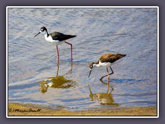 San Joaquin River Wildlife Refuge - Black Necked Stilt