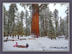 Sequioa NP - General Sherman im Schnee