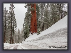 Sequioa NP - Winterimpression auf dem Weg zum Wald der Giganten