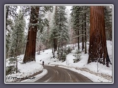 Sequoia NP - der Radfahrer 
