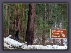 Sequoia NP - Entering Giant Forest