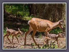 Sequoia NP - Muledeer Twins