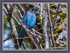 Yosemity NP - Heimat des Steller Jay