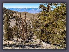 Ancient Bristlecone Pine Forest Overlook