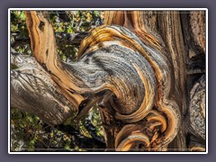 Bristlecone Pine