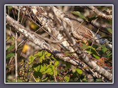 California Quail - Callipepla californica - Schopfwachtel