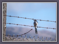 California Scrub Jay - Aphelocoma californica - Westlicher Buschhäher  Marin County