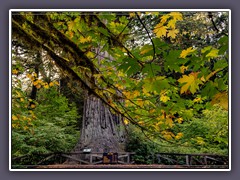 Der Big Tree im Herbst