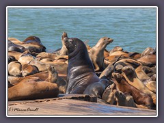 Der Boss und sein Harem - Pier 39