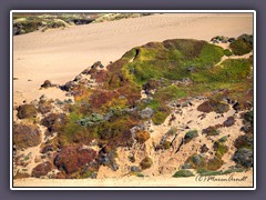 Die Dünen von Point Reyes