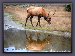 Elk Country im Redwood State Park